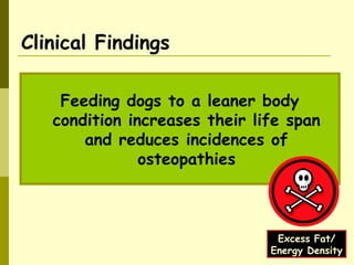 Clinical Findings
Feeding dogs to a leaner body
condition increases their life span
and reduces incidences of
osteopathies
Excess Fat/
Energy Density
 
