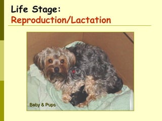 Life Stage:
Reproduction/Lactation
Baby & PupsBaby & Pups
 