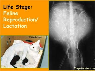 Life Stage:
Feline
Reproduction/
Lactation
Thepetcenter.com
Wikipedia.com
 