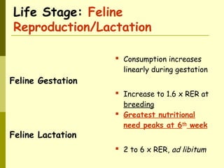 Life Stage: Feline
Reproduction/Lactation
Feline Gestation
 Consumption increases
linearly during gestation
 Increase to 1.6 x RER at
breeding
Feline Lactation
 Greatest nutritional
need peaks at 6th
week
 2 to 6 x RER, ad libitum
 