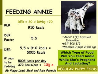 FEEDING ANNIE
•“Annie” F(I); 4 yrs old
Dalmatian
•62# BCS 3/5
•Whelped 7 pups 2 wks ago
RER
RER = 30 x BWkg +70
DER
Factor
DER
# cups
to be
fed/day
910 kcals
5.5
5.5 x 910 kcals =
5005 kcals
5005 kcals per day
372 kcals/cup = 13½ c.
Which Type of Food
Will You Feed Annie
While She’s Pregnant
And Lactating?
REGULAR PUPPY FOODSD Puppy Lamb Meal and Rice Formula
 