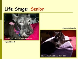 Life Stage: Senior
“Ginger” 14 yrs, F(N) Scottish Terrier
Stephanie’s Cat 18 yrs, M(N) DSH
Crystal Branch
Stephanie Caviglia
 