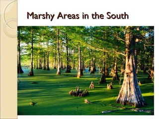 Marshy Areas in the SouthMarshy Areas in the South
 