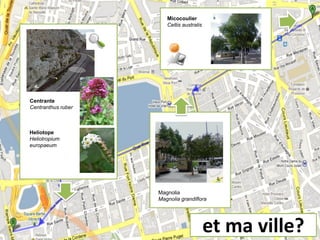 Micocoulier
Celtis australis
Centrante
Centranthus ruber
Heliotope
Heliotropium
europaeum
Magnolia
Magnolia grandiflora
et ma ville?