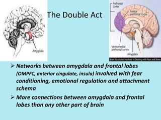 The Double Act
 Networks between amygdala and frontal lobes
(OMPFC, anterior cingulate, insula) involved with fear
conditioning, emotional regulation and attachment
schema
 More connections between amygdala and frontal
lobes than any other part of brain
 