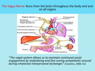 “The vagal system allows us to maintain continued social
engagement by modulating and fine-tuning sympathetic arousal
during emotional interpersonal exchanges” (Cozolino, 2006: 61)
The Vagus Nerve: Runs from the brain throughout the body and acts
on all organs
 