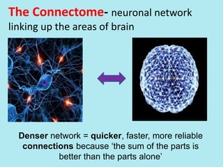 The Connectome- neuronal network
linking up the areas of brain
Denser network = quicker, faster, more reliable
connections because ‘the sum of the parts is
better than the parts alone’
 