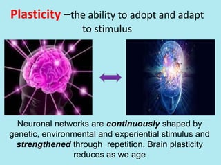 Plasticity –the ability to adopt and adapt
to stimulus
Neuronal networks are continuously shaped by
genetic, environmental and experiential stimulus and
strengthened through repetition. Brain plasticity
reduces as we age
 