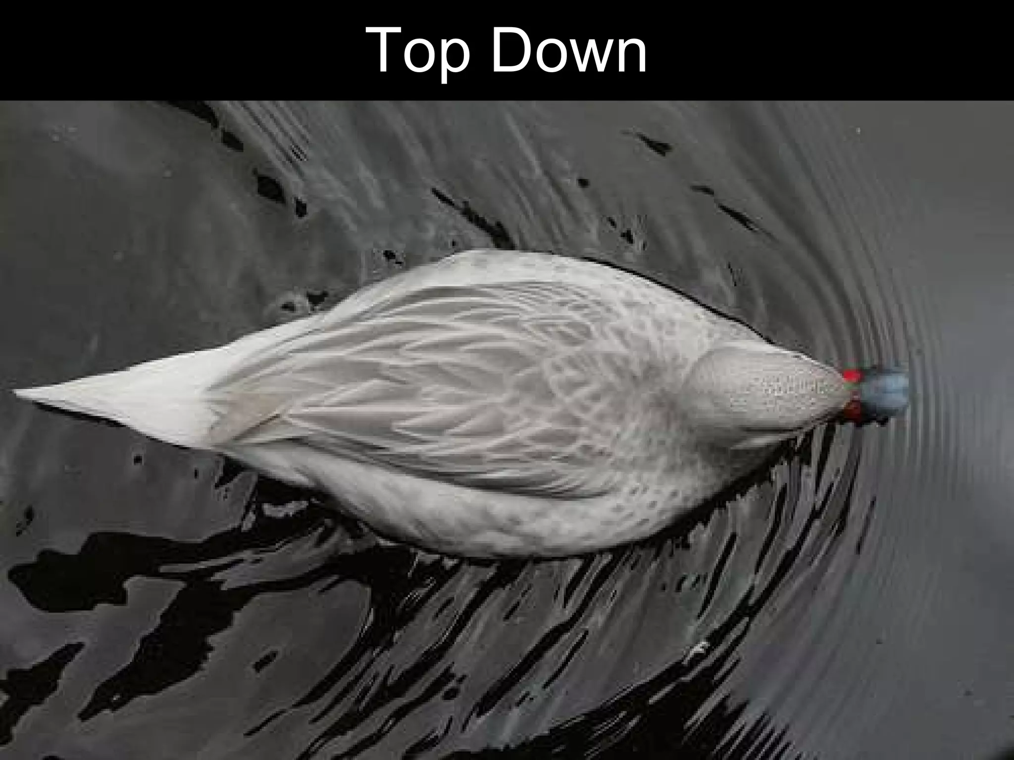 Top Down




           Chris Sparshott (@sparkbouy)
 