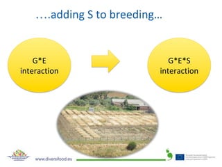….adding	S	to	breeding…	
G*E	
interaction	
G*E*S	
interaction	
 