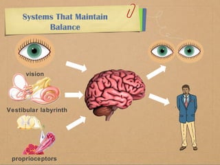 Systems That Maintain 
Balance 
vision 
Vestibular labyrinth 
proprioceptors 
 