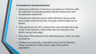 (ii) Hookworm (ancylostomiasis)
• Hookworm infection in humans is caused by an infection with
the helminth nematode parasites Necator americanus and
Ancylostoma duodenale.
• A hookworm infection occurs when filariform larvae come
into contact with human skin, through contaminated soil or
faeces.
• They penetrate the skin, making their way through the lungs
to the small intestine, where they latch on and grow into
adults, laying more eggs.
• They feed off the blood of the infected person, which can lead
to anaemia.
• Children are especially vulnerable to this kind of infection.
These roundworms infect about 25% of the world's
population.
 