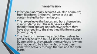 Transmission
•Infection is normally acquired via skin or mouth)
from filariform (infective) larvae in the soil
contaminated by human faeces.
•The larvae leave the faeces and bury themselves
in moist damp soil.These larva are called
rhabditiform and are not infective before they
have changed into the sheathed filariform stage
(about 5 days)
•The filariform larvae may attach themselves to
grass or hide in the soil. As soon they are touched
by something, they attach themselves to it when
this happens to be a human leg or foot they
penetrate actively through the skin and the cycle
starts.
 