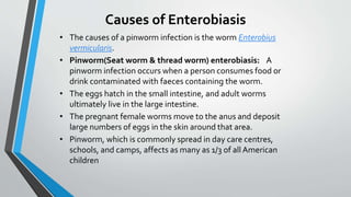 Causes of Enterobiasis
• The causes of a pinworm infection is the worm Enterobius
vermicularis.
• Pinworm(Seat worm & thread worm) enterobiasis: A
pinworm infection occurs when a person consumes food or
drink contaminated with faeces containing the worm.
• The eggs hatch in the small intestine, and adult worms
ultimately live in the large intestine.
• The pregnant female worms move to the anus and deposit
large numbers of eggs in the skin around that area.
• Pinworm, which is commonly spread in day care centres,
schools, and camps, affects as many as 1/3 of all American
children
 