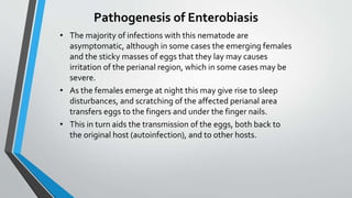 Pathogenesis of Enterobiasis
• The majority of infections with this nematode are
asymptomatic, although in some cases the emerging females
and the sticky masses of eggs that they lay may causes
irritation of the perianal region, which in some cases may be
severe.
• As the females emerge at night this may give rise to sleep
disturbances, and scratching of the affected perianal area
transfers eggs to the fingers and under the finger nails.
• This in turn aids the transmission of the eggs, both back to
the original host (autoinfection), and to other hosts.
 