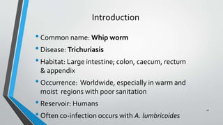 28
Introduction
•Common name: Whip worm
•Disease: Trichuriasis
•Habitat: Large intestine; colon, caecum, rectum
& appendix
•Occurrence: Worldwide, especially in warm and
moist regions with poor sanitation
•Reservoir: Humans
•Often co-infection occurs with A. lumbricoides
 