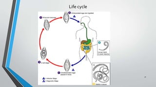 30
Life cycle
 