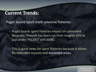Current Trends:Puget Sound Sport mark selective fisheries: Puget Sound  sport fisheries impact on unmarked Nisqually Chinook has been cut from roughly 15% to just under 7%(2007 and 2008).  This is good news for sport fisheries because it allows for extended seasons and expanded areas.