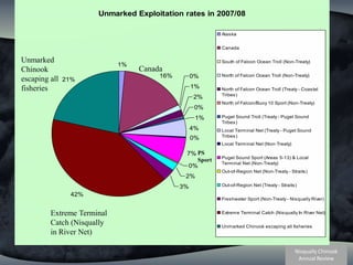 Unmarked Chinook escaping all fisheriesCanadaPS SportExtreme Terminal Catch (Nisqually in River Net)