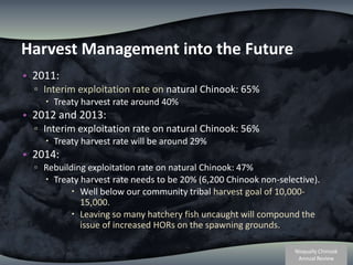 Harvest Management into the Future2011: Interim exploitation rate on natural Chinook: 65% Treaty harvest rate around 40%  2012 and 2013: Interim exploitation rate on natural Chinook: 56% Treaty harvest rate will be around 29%  2014:Rebuilding exploitation rate on natural Chinook: 47% Treaty harvest rate needs to be 20% (6,200 Chinook non-selective).  Well below our community tribal harvest goal of 10,000-15,000. Leaving so many hatchery fish uncaught will compound the issue of increased HORs on the spawning grounds.