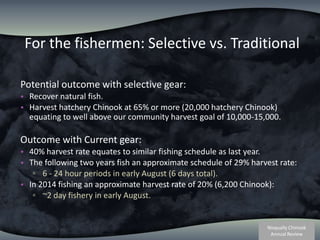 For the fishermen: Selective vs. TraditionalPotential outcome with selective gear: Recover natural fish.Harvest hatchery Chinook at 65% or more (20,000 hatchery Chinook) equating to well above our community harvest goal of 10,000-15,000.Outcome with Current gear: 40% harvest rate equates to similar fishing schedule as last year.  The following two years fish an approximate schedule of 29% harvest rate:6 - 24 hour periods in early August (6 days total).  In 2014 fishing an approximate harvest rate of 20% (6,200 Chinook):~2 day fishery in early August.