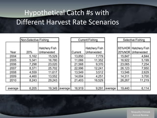 Hypothetical Catch #s with Different Harvest Rate Scenarios