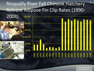 Nisqually River Fall Chinook Hatchery Release Adipose Fin Clip Rates (1990-2008)4