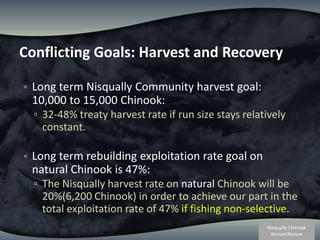 Conflicting Goals: Harvest and Recovery Long term Nisqually Community harvest goal:  10,000 to 15,000 Chinook: 32-48% treaty harvest rate if run size stays relatively constant.Long term rebuilding exploitation rate goal on natural Chinook is 47%:The Nisqually harvest rate on natural Chinook will be 20%(6,200 Chinook) in order to achieve our part in the total exploitation rate of 47% if fishing non-selective.