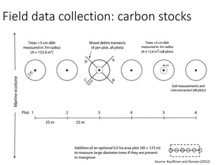 Mangrove emission factors: Scientific background on key emission factors
