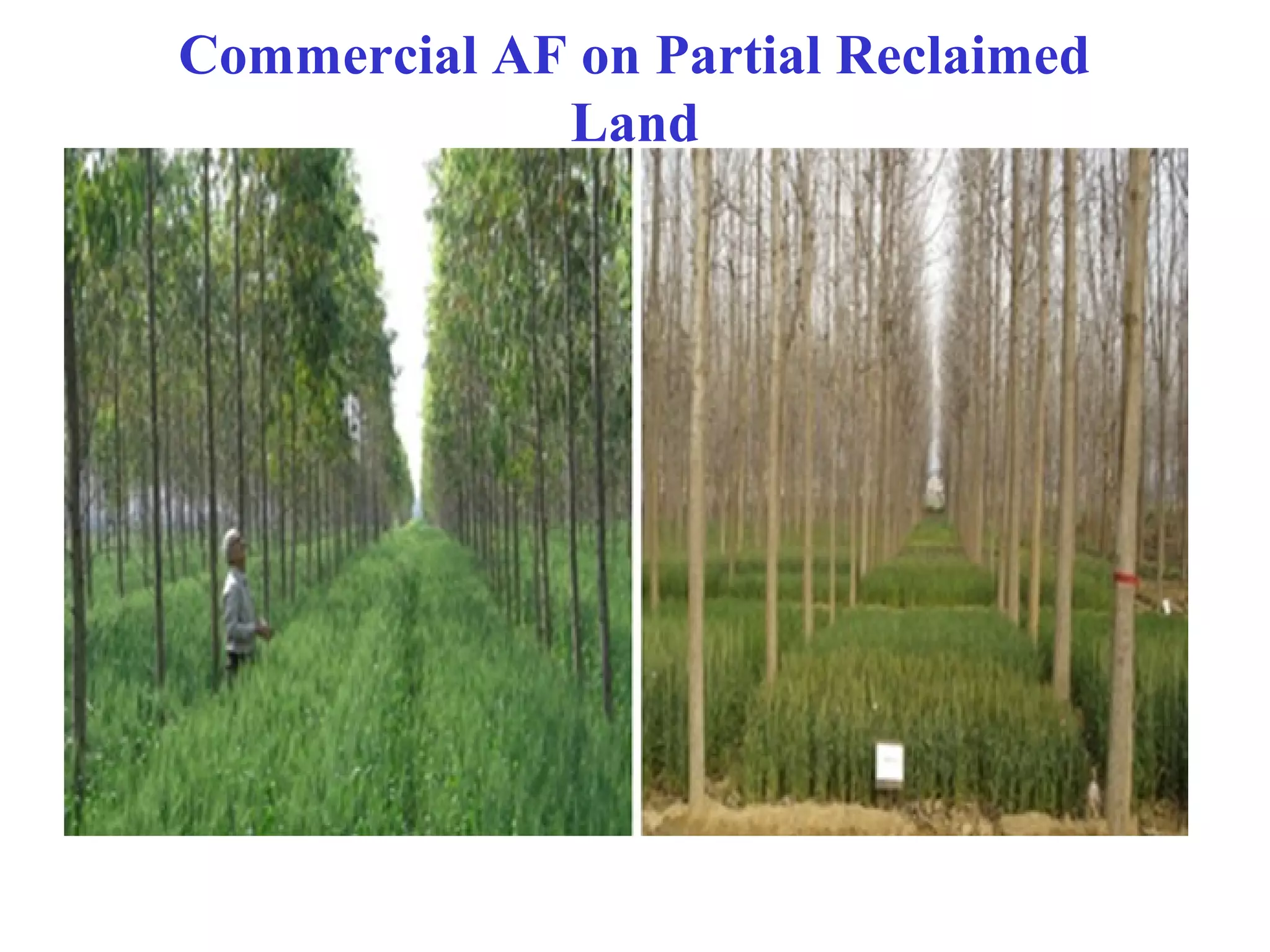 Session 5.4 agroforestry for rehabilitation of degraded lands | PPT