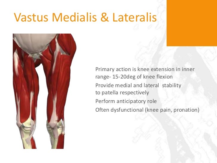 function of the hips The function of the gluteus medius muscle is to work with other muscles on the side of your hip to help pull your thigh out to the side in a motion called hip abductionthe gluteus medius also serves to rotate your thigh. function of the hips The function of the gluteus medius muscle is to work with other muscles on the side of your hip to help pull your thigh out to the side in a motion called hip abductionthe gluteus medius also serves to rotate your thigh.