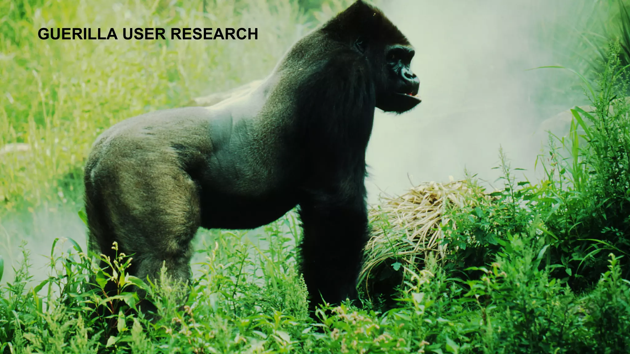 GUERILLA USER RESEARCH
 