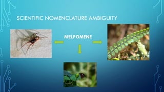 SCIENTIFIC NOMENCLATURE AMBIGUITY
MELPOMENE
 