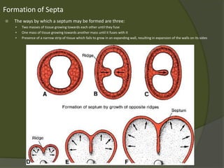 Embryology Course VI - Cardiovascular System | PPTX