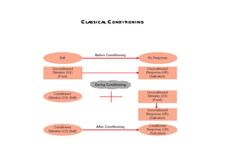 Classical Conditioning 