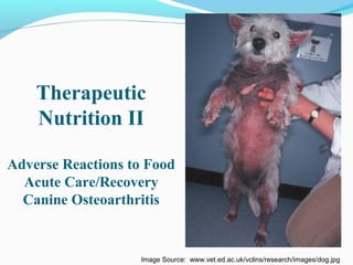 Therapeutic
Nutrition II
Adverse Reactions to Food
Acute Care/Recovery
Canine Osteoarthritis
Image Source: www.vet.ed.ac.uk/vclins/research/images/dog.jpg
 