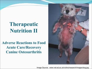 Therapeutic Nutrition II Adverse Reactions to Food Acute Care/Recovery Canine Osteoarthritis Image Source:  www.vet.ed.ac.uk/vclins/research/images/dog.jpg 