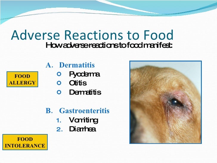 Adverse Food Reactions In Dogs Adverse Food Reactions In Dogs