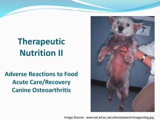 Therapeutic
Nutrition II
Adverse Reactions to Food
Acute Care/Recovery
Canine Osteoarthritis
Image Source: www.vet.ed.ac.uk/vclins/research/images/dog.jpg
 