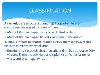 An envelope is an outer (bounding) lipoprotein bilayer
membrane possessed by many viruses
Most of the enveloped viruses are helical in shape
Most of the enveloped helical viruses are RNA viruses
Example influenza viruses, measles virus, mumps virus, rabies
virus, respiratory syncytial virus
Enveloped viruses which are icosahedral in shape are also DNA
viruses. These include Herpes simplex virus, Varisella zoster
virus, and cytomegalovirus
CLASSIFICATION
 