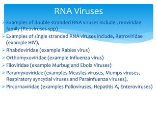 Examples of double stranded RNA viruses include , reoviridae
family (Reoviruses spp)
Examples of single stranded RNA viruses include, Retroviridae
(example HIV),
Rhabdoviridae (example Rabies virus)
Orthomyxoviridae (example Influenza virus)
Filoviridae (example Murbug and Ebola Viruses)
Paramyxoviridae (examples Measles viruses, Mumps viruses,
Respiratory syncytial viruses and Parainfuenza viruses),
Pircornaviridae (examples Polioviruses, Hepatitis A, Enteroviruses)
RNA Viruses
 