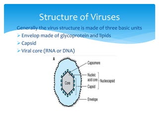 Generally the virus structure is made of three basic units
Envelop made of glycoprotein and lipids
Capsid
Viral core (RNA or DNA)
Structure of Viruses
 