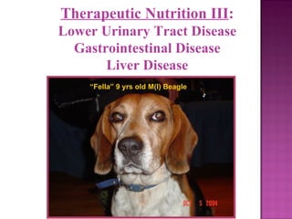 Therapeutic Nutrition III : Lower Urinary Tract Disease Gastrointestinal Disease Liver Disease “ Fella” 9 yrs old M(I) Beagle 