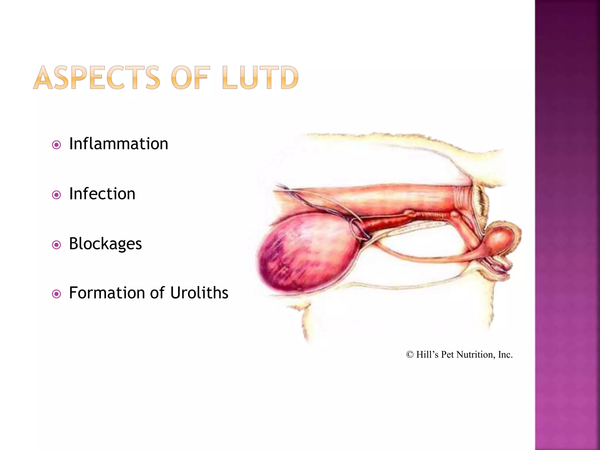  Inflammation
 Infection
 Blockages
 Formation of Uroliths
© Hill’s Pet Nutrition, Inc.
 
