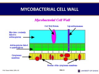 MYCOBACTERIAL CELL WALL
Prof. Kwasi Addo, SON, UG Slide 11
 