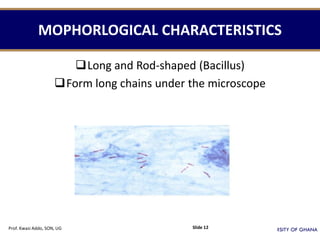 MOPHORLOGICAL CHARACTERISTICS
Long and Rod-shaped (Bacillus)
Form long chains under the microscope
Prof. Kwasi Addo, SON, UG Slide 12
 