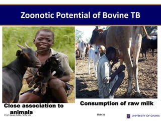 Zoonotic Potential of Bovine TB
Prof. Kwasi Addo, SON, UG Slide 31
Close association to
animals
Consumption of raw milk
 