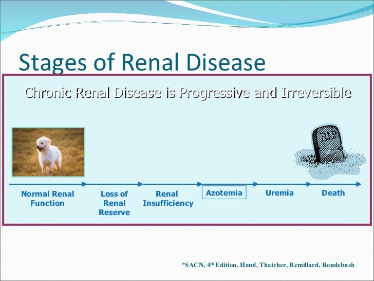 Chronic Kidney Disease Cats Life Expectancy | carfare.me 2019-2020