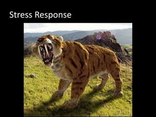 Stress Response
 
