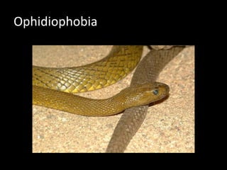 Ophidiophobia
 